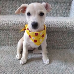 NWOT Dogs new bandana xsmall